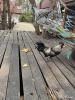 Apberget Hua Hin Thailand